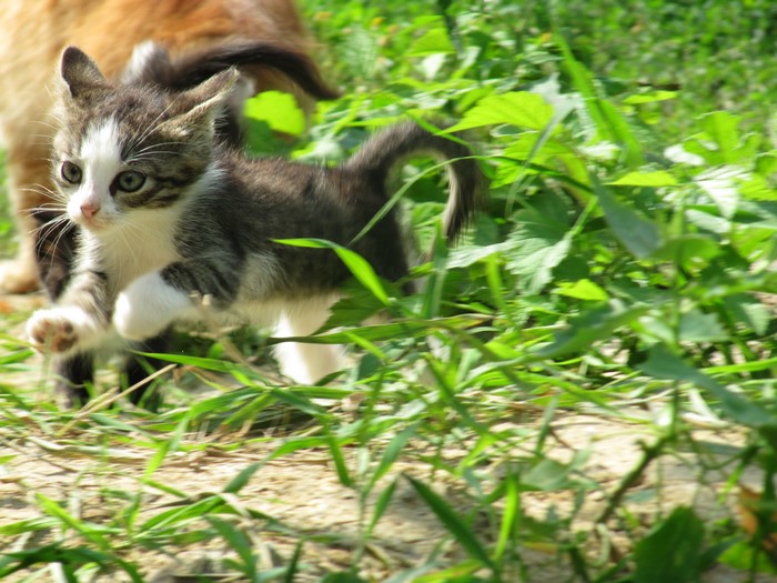 Kittens jumping in grass