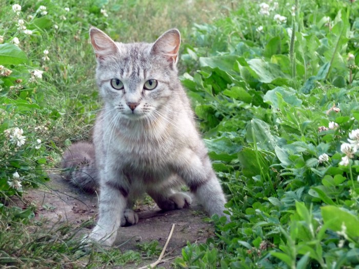 A gray tabby cat sits in the grass