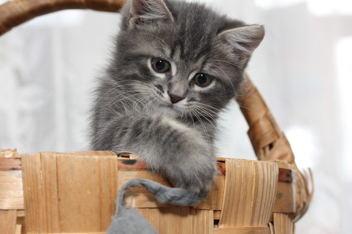 Kitten in a wicker basket