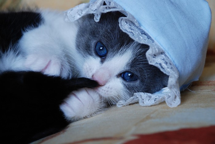 Kitten wearing a blue bonnet with lace trim