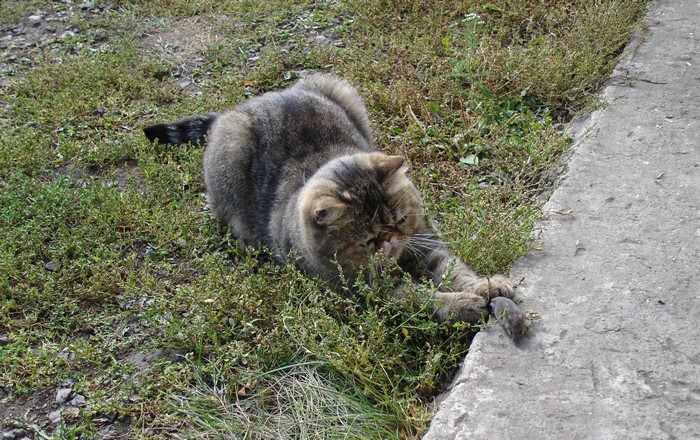 Cat playing with a mouse on grass