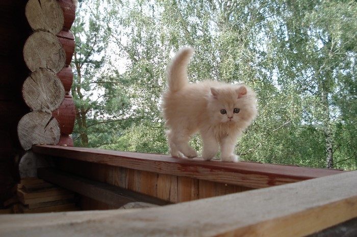 Fluffy cream kitten on a wooden railing