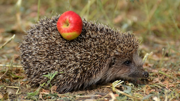 Hedgehog with an apple on its back