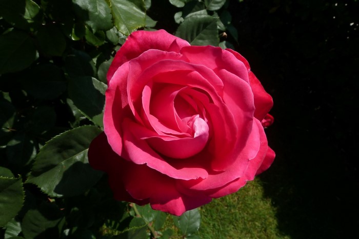 Close-up of a vibrant pink rose