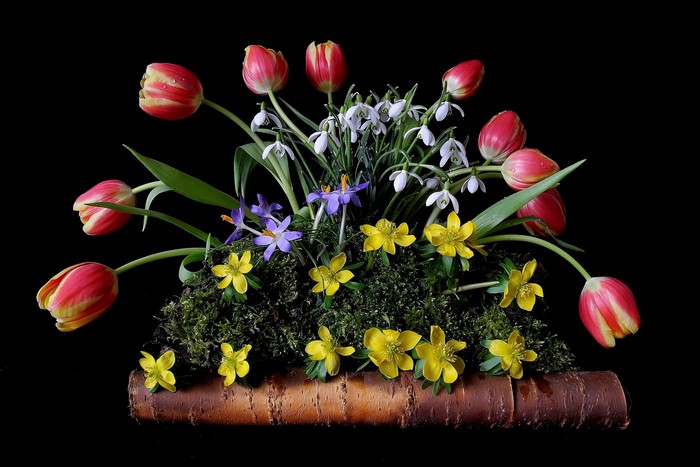 Spring flower arrangement with tulips and snowdrops
