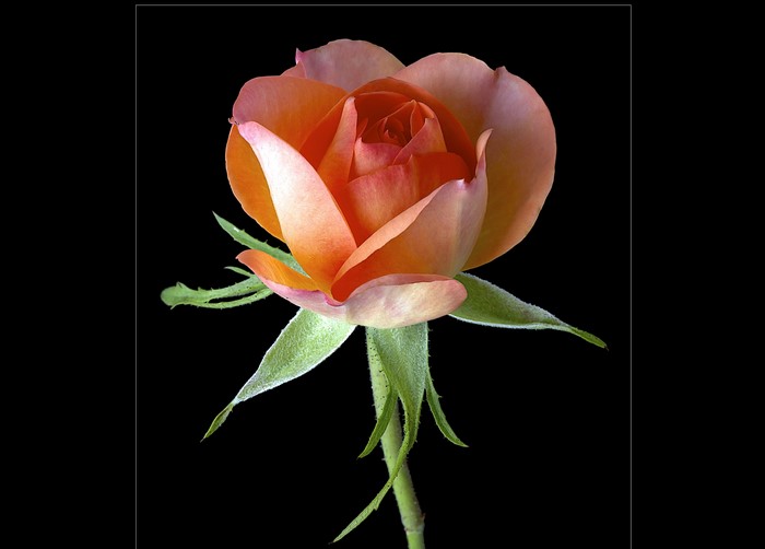 Orange rose with green stem and sepals