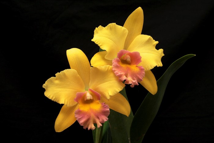 Yellow Orchids with Pink and Orange Centers