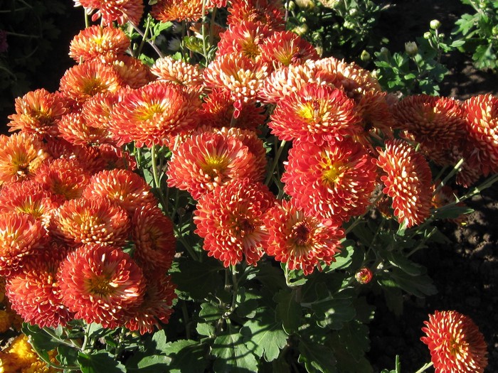 Orange Chrysanthemums in Sunlight