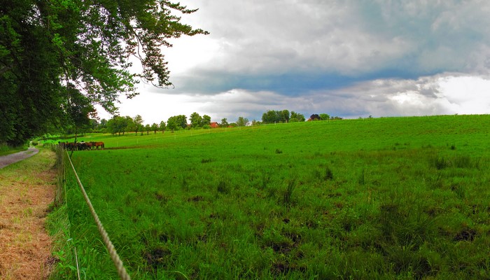 Horses in a green field in Bavaria, Germany