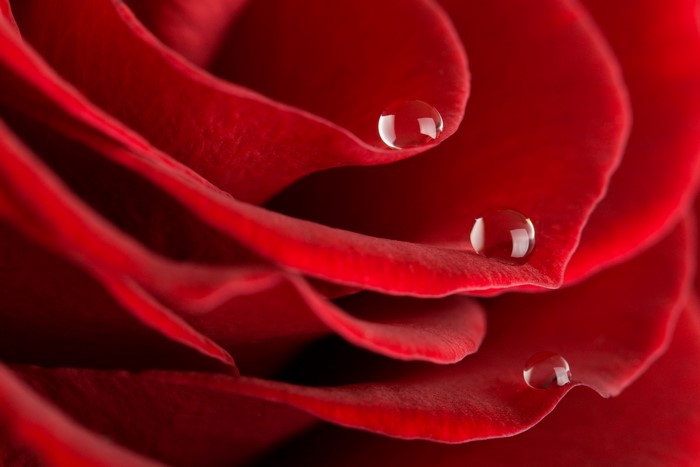 Red Rose Petals with Water Drops