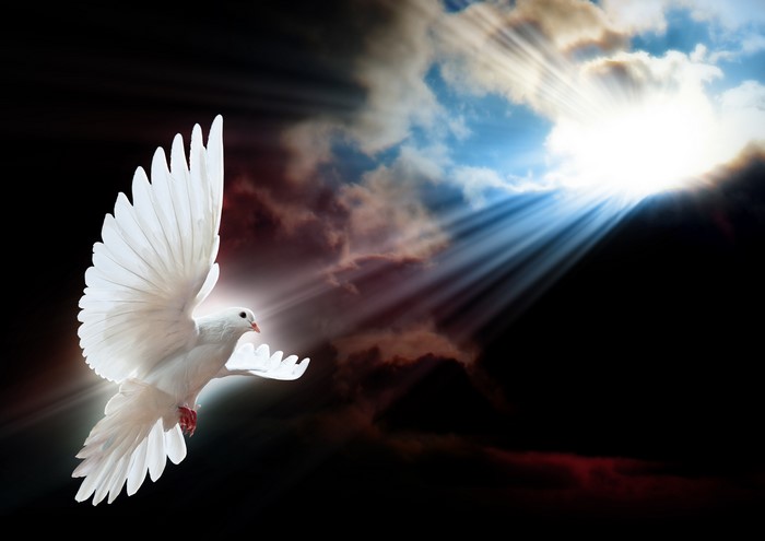 4K White Dove in Flight with Sun Rays