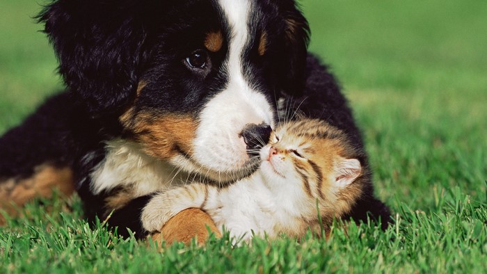 Bernese Mountain Dog puppy and kitten on grass