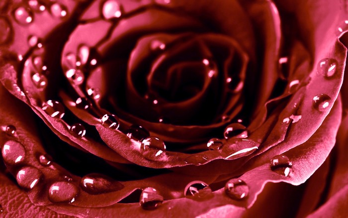 Close-up of a red rose with water droplets