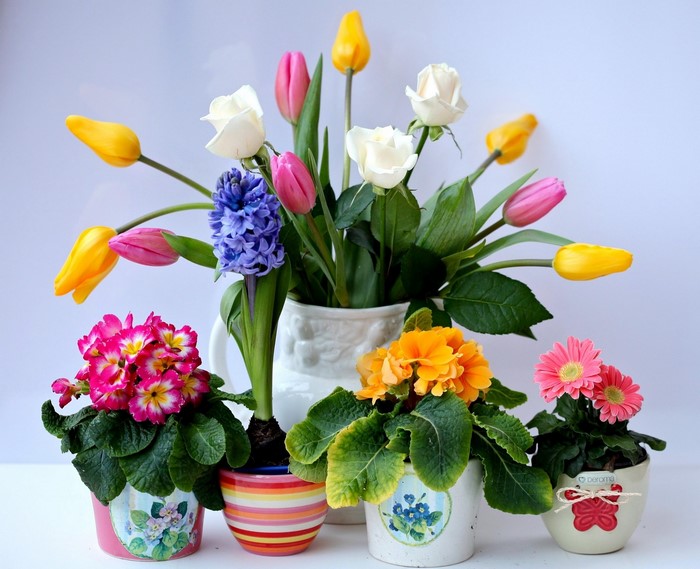 Spring flowers in pots and vase