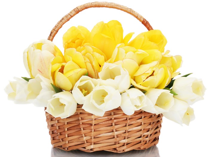 Yellow and White Tulips in a Wicker Basket