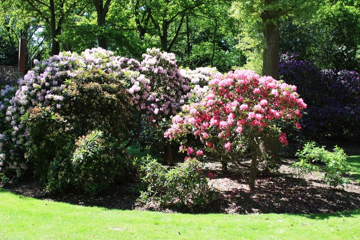 Rhododendrons in a park in Bremen, Germany