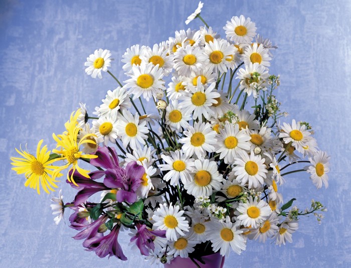 Bouquet of Camomiles and Other Flowers