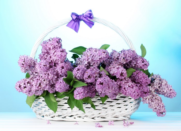 Basket of Lilacs with Purple Bow