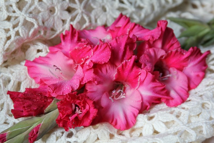 Pink Gladiolus Flowers on White Crochet