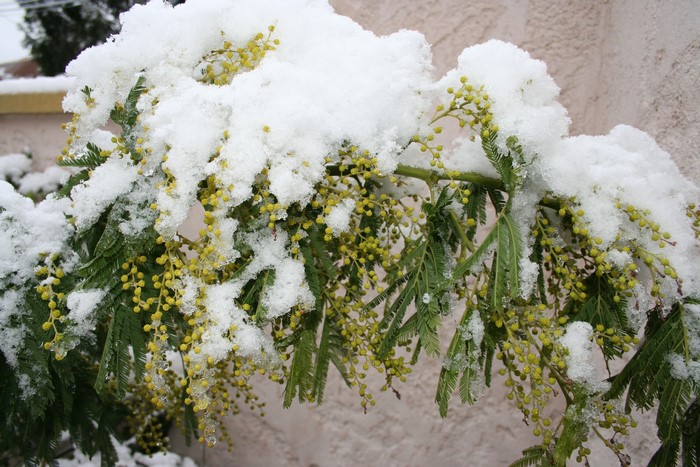 Mimosa branches covered in snow