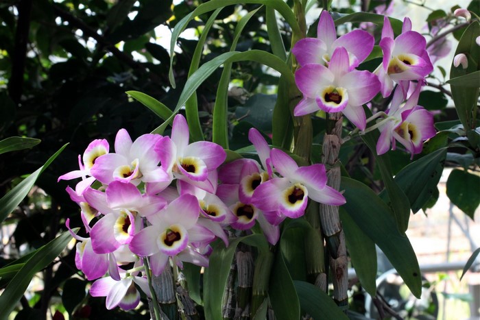 Dendrobium orchid flowers with pink and white petals