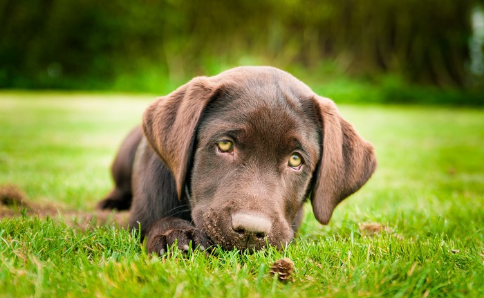 Chocolate Labrador puppy lying on green grass