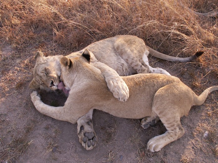 Two young lions playing and hugging