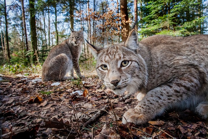 Two lynx in a forest with fallen leaves