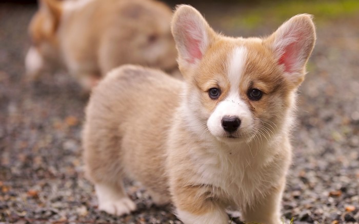 Two Welsh Corgi puppies on a gravel path