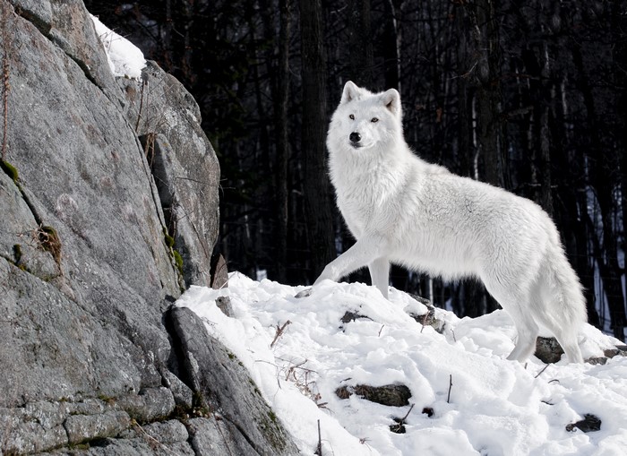 White wolf standing in snow near rocks
