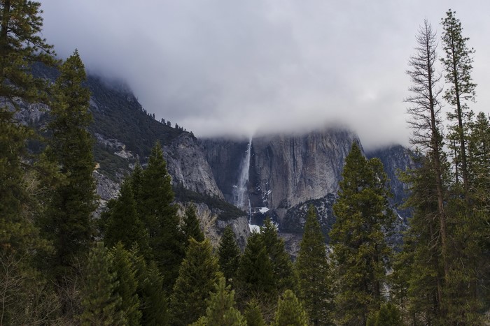 Yosemite National Park Waterfall with Pine Trees