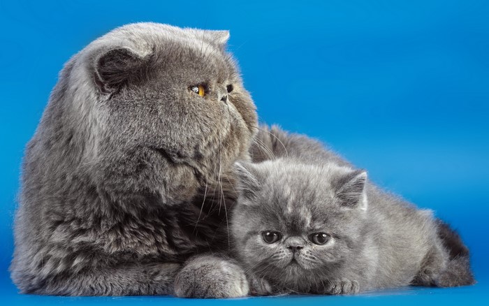 Two grey fluffy cats on a blue background