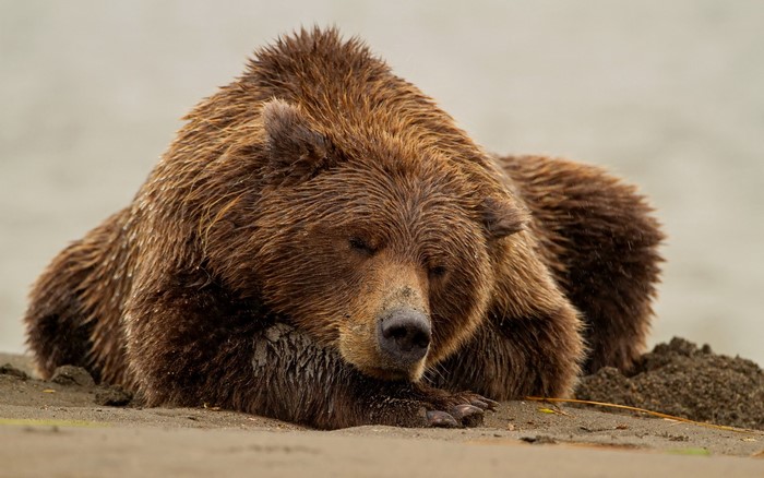 Brown bear sleeping on a sandy shore