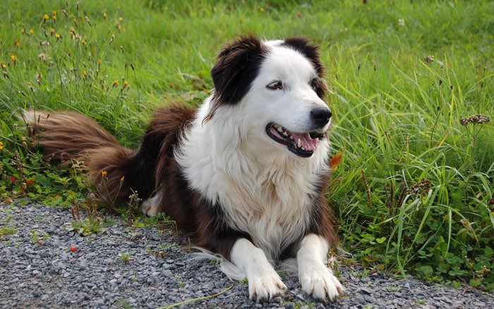 Border Collie dog lying on gravel and grass