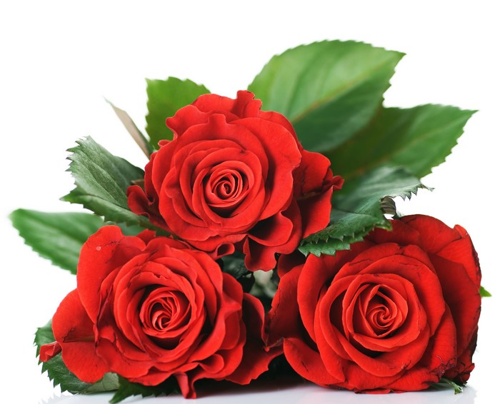 Red Roses with Green Foliage