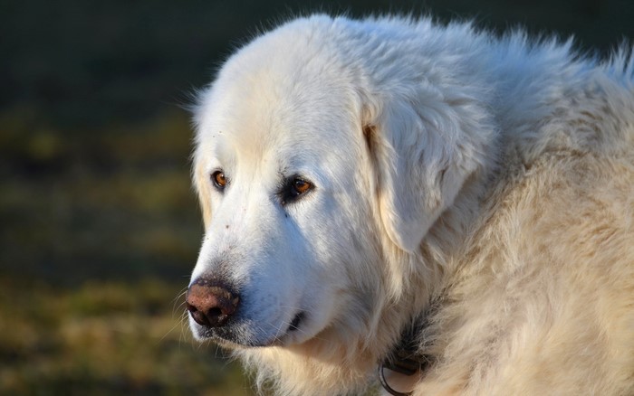 White Great Pyrenees dog looking to the side