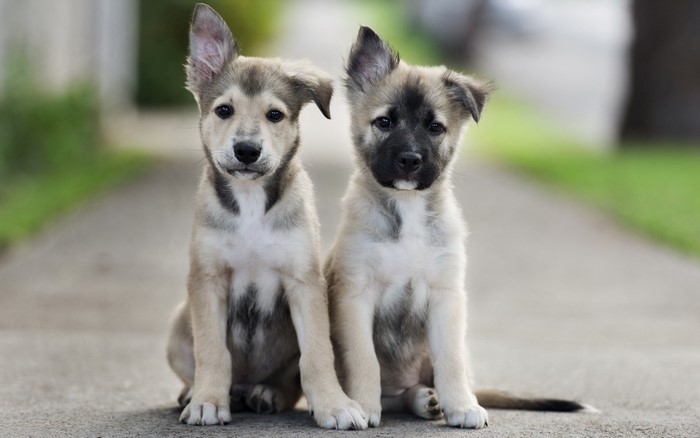 Two Shepherd puppies sitting on a path