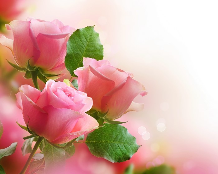 Pink Roses with Green Foliage