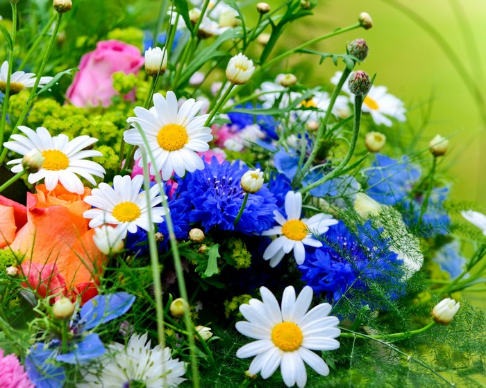 Bouquet of Daisies and Cornflowers