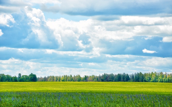Green field with trees and clouds