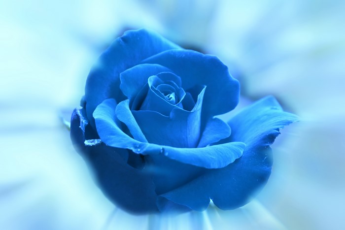 Close-up of a blue rose