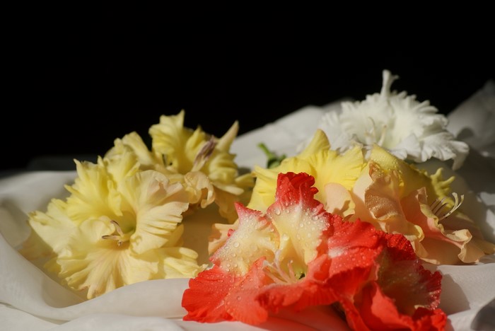 Gladioluses on white fabric with black background