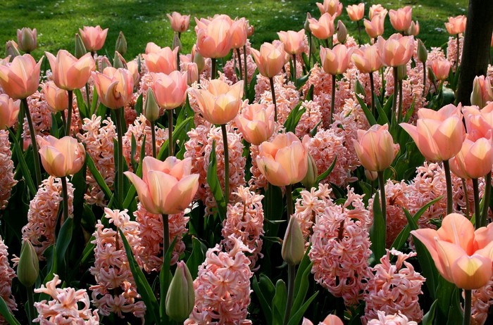 Pink tulips and hyacinths in a garden