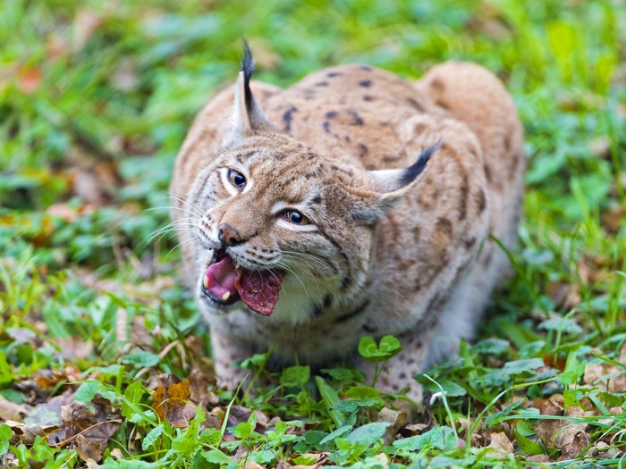 Lynx eating meat in grass