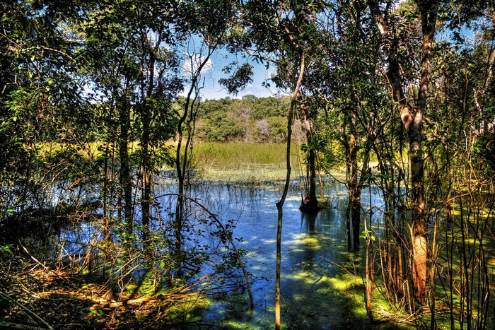 Swampy forest with trees and water