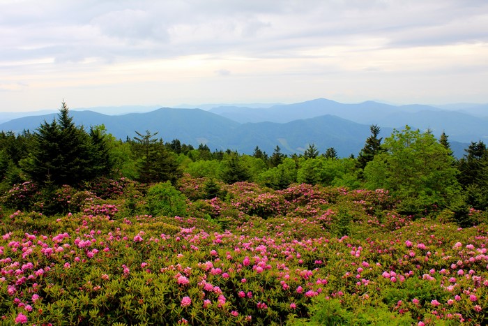Mountain Rhododendrons in North Carolina USA