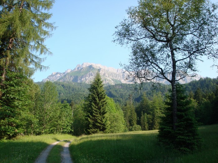 Mountain landscape with trees and a dirt road in Switzerland