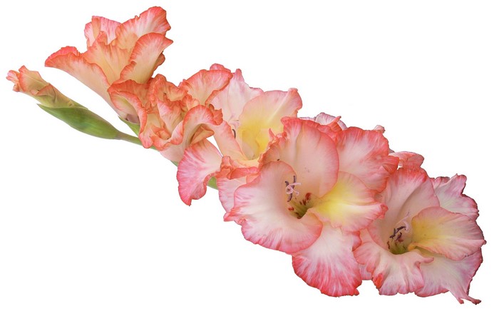 Pink and yellow gladiolus flowers