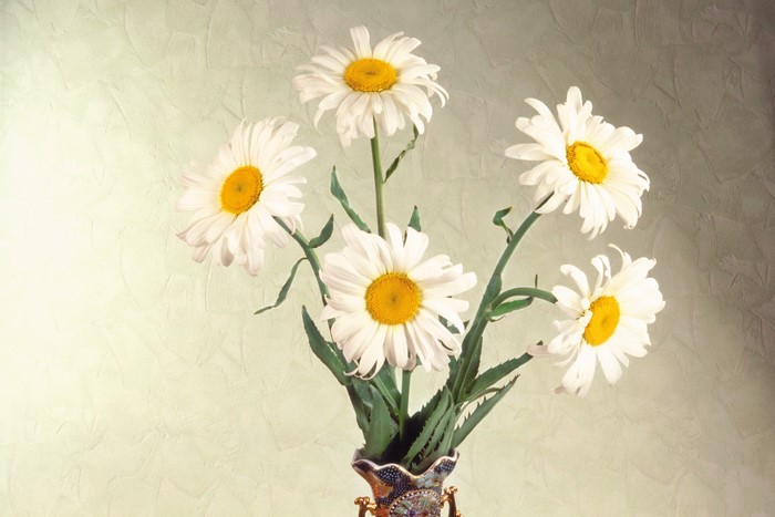 Bouquet of white daisies in a vase