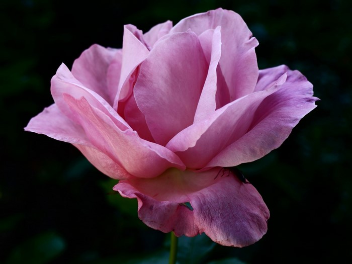 Close-up of a pink rose with dark background